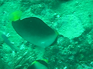 Chaetodontoplus mesoleucus 00225.jpg